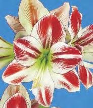 Hippeastrum Amaryllis Limona Zwartnica 'Limona'