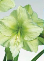 Hippeastrum Amaryllis Ambiance Zwartnica