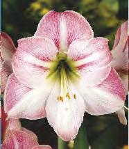 Apple Blossom Zwartnica 'Apple Blossom  7D