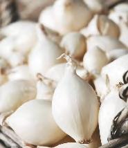 SHOWBOX 269 268C III-IV Allium cepa