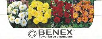 2 6/+ 8 K153C KAPERS BEGONIA LARGE FLOWERED