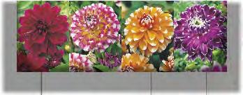 2 6/+ 8 K153D KAPERS BEGONIA LARGE FLOWERED