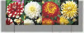 FLOWERED DOUBLE RÓŻ.