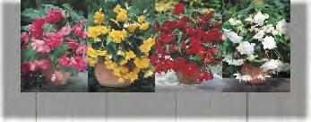 Ilość K152A KAPERS BEGONIA PENDULA RÓŻOWA 2 6/+
