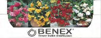 K152C KAPERS BEGONIA PENDULA CZERWONA 2 6/+ 8