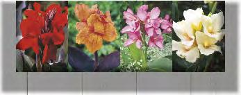 ZESTAW D25 K169C KAPERS DALIA JAMAICA 1 I 8