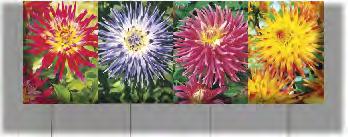 OFERTA KAPERSÓW W DISPLAYACH ZESTAW D31 ZESTAW