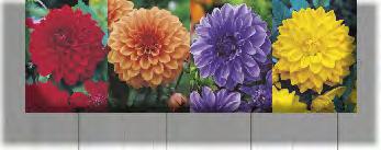 KAPERS DALIA COLOUR SPECTACLE 1 I 8 K182E