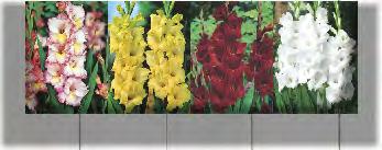KAPERS DALIA CRAZY LOVE 1 I 8 K175B KAPERS