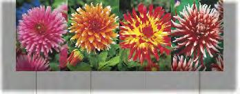 KAPERS DALIA YELLOW STAR 1 I 8 K181C KAPERS