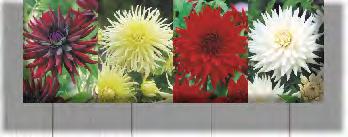 ORANGE 1 II 8 K167D KAPERS DALIA DECORATIVE
