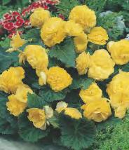 BEGONIA - Begonia Kaskadowa