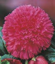 30 Begonia fimbriata Begonia -