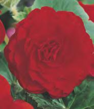 fimbriata Begonia - żółta