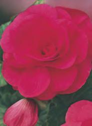 5/+ I-V 5 30 154B Begonia