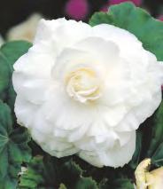 multiflora maxima Begonia -