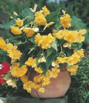 155B 155C 155D 155E Begonia 