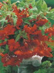 I-V 5 30 Begonia  czerwona I-V