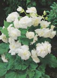 pendula Begonia - różowa I-V 5