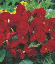 Begonia pendula Begonia -