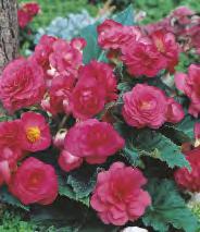 - Begonia Podwójna 6/+ SHOWBOX