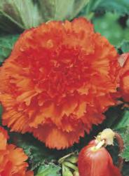 Begonia - czerwona BEGONIA -