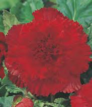 30 Begonia double Begonia -