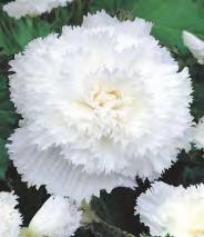 5 30 SHOWBOX 154 Begonia