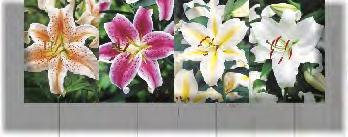 OFERTA KAPERSÓW W DISPLAYACH ZESTAW D39 ZESTAW D43 W opak.