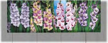 LILIA ORIENTALNA CASABLANCA 2 16/18 8 ZESTAW D44 W opak.