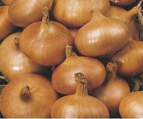 OFERTA CEBULA DYMKA STUTTGARTER