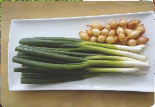 Ceniona za intensywny aromat,