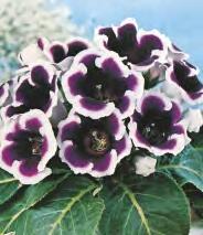 SHOWBOX 156 GLOXINIA - Gloksynia
