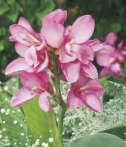 80-120 Canna - Paciorecznik