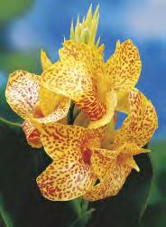 158B 158C 158D 158E Canna -