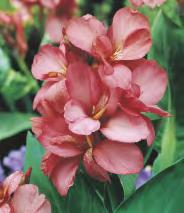 Canna - Paciorecznik 'Lucifer'