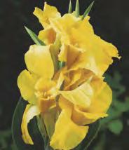 Paciorecznik 'Orchid' III-V 6-8