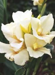 Humbert' III-V 6-8 Canna -