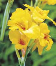 6-8 60-80 CANNA - Paciorecznik