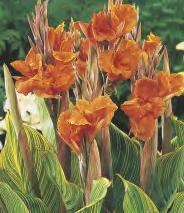159E Canna - Paciorecznik
