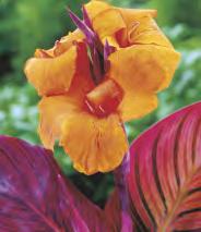 Canna - Paciorecznik 'Pretoria'