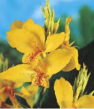 20-30 CANNA - Paciorecznik "1" I
