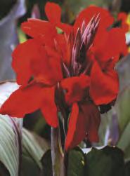 Canna - Paciorecznik 'Evening