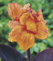 Paciorecznik 'Pfitzer`s Primrose