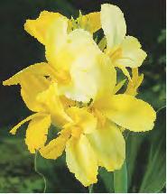 CANNA - Paciorecznik "4" I wybór