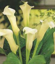 V-IX Zantedeschia red Kalla -