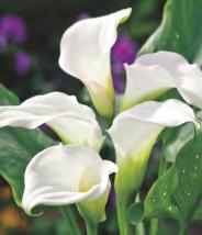 ZANTEDESCHIA - Kalla "2" 18/20