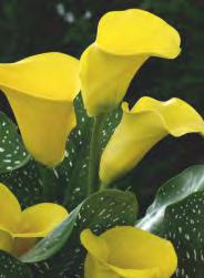 Zantedeschia white Kalla - biała