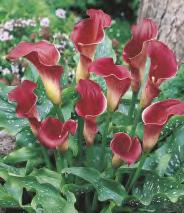 żółta III-V 30 do Zantedeschia