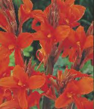 'Jivago' Canna - Paciorecznik